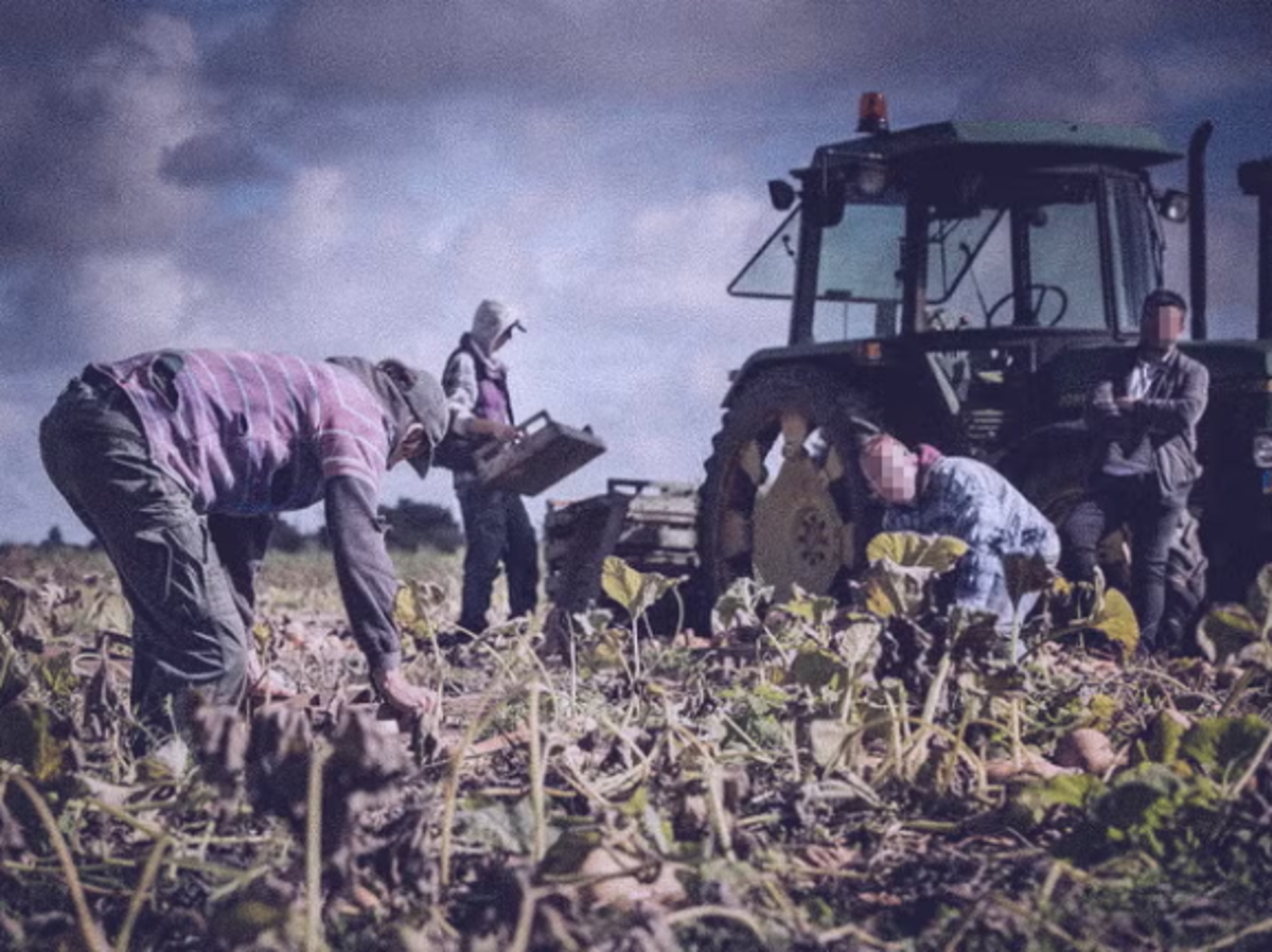 UK ministers pressed ahead with seasonal farm workers…